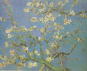 Vincent Van Gogh Blossoming Almond Tree (nn04) France oil painting artist